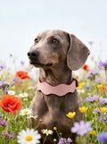 Collar Petal