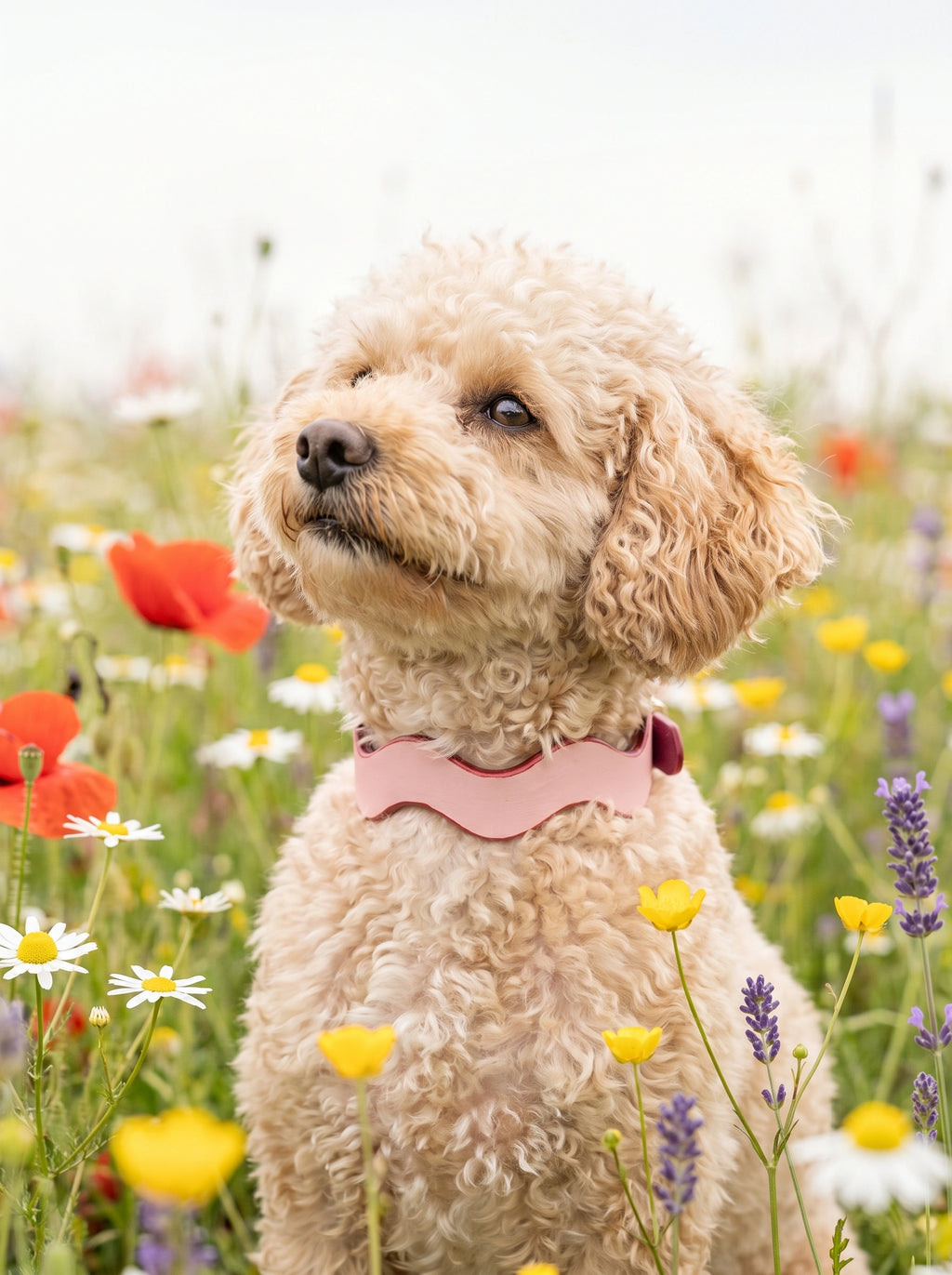 Collar Bloomy