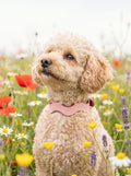 Collar Bloomy