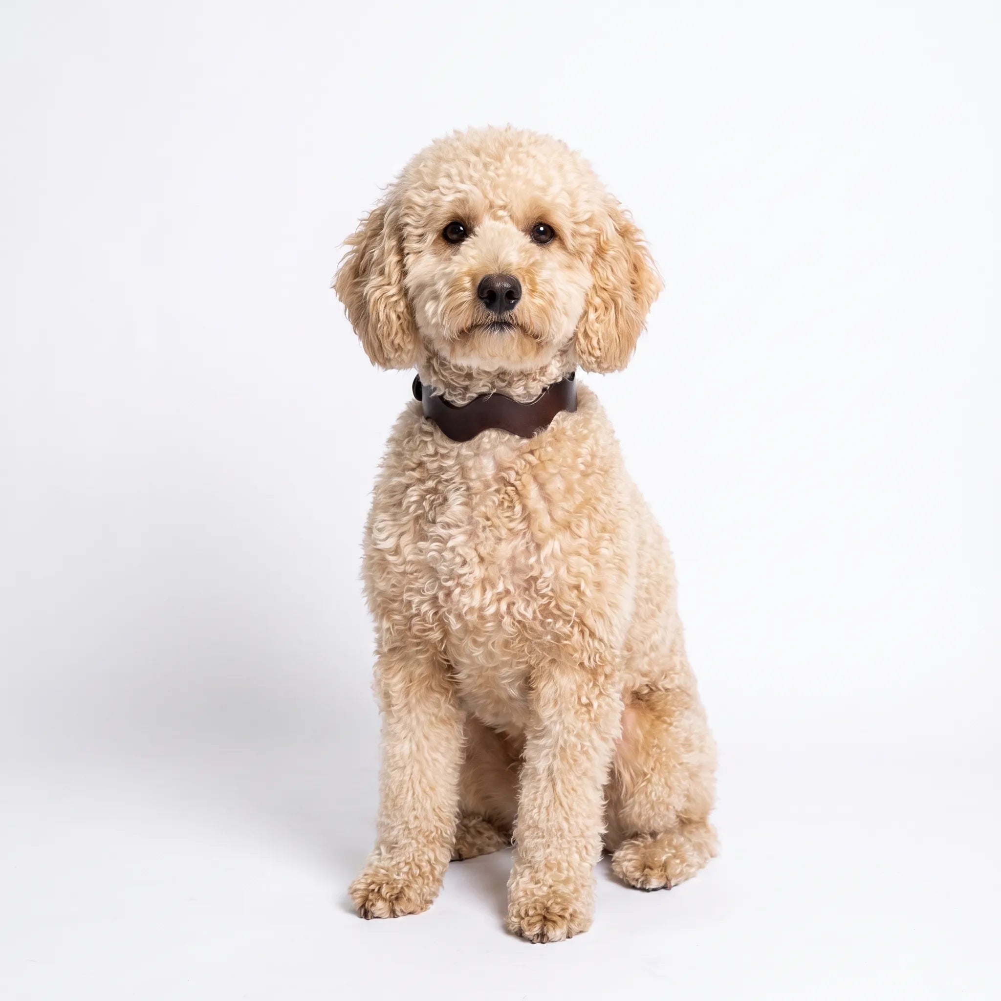 Collar Bloomy