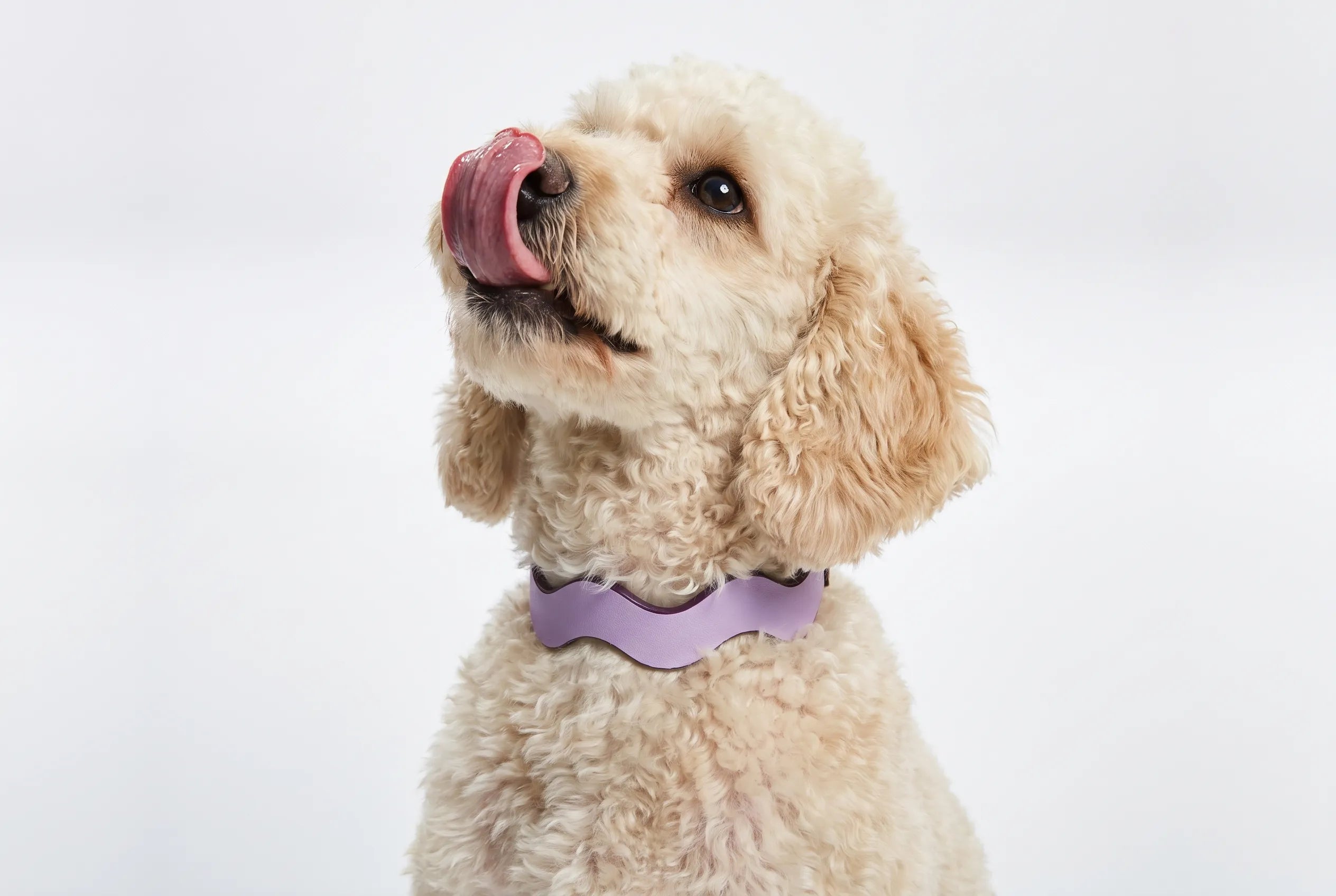 Collar Bloomy